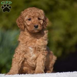 Kyle, Miniature Poodle Puppy